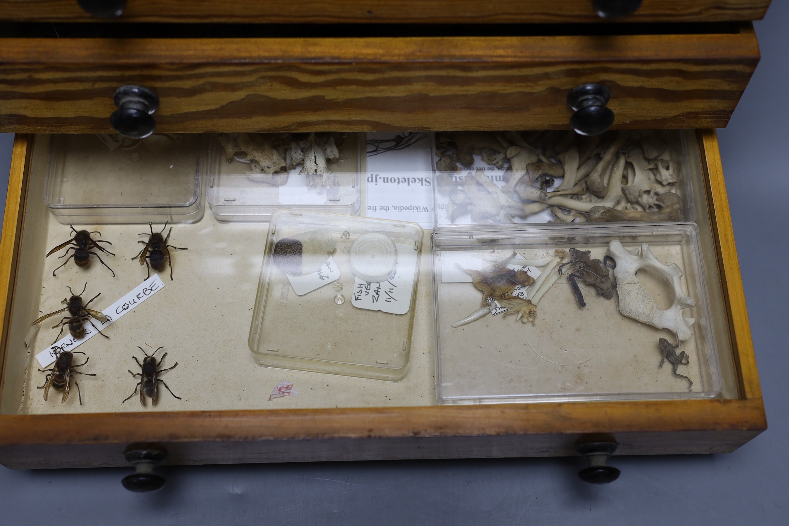Entomology and Herpetology - a collection of beetle, insect, amphibian, reptile and skeleton specimens, the majority 1990s or later, in a pitch pine chest of six drawers